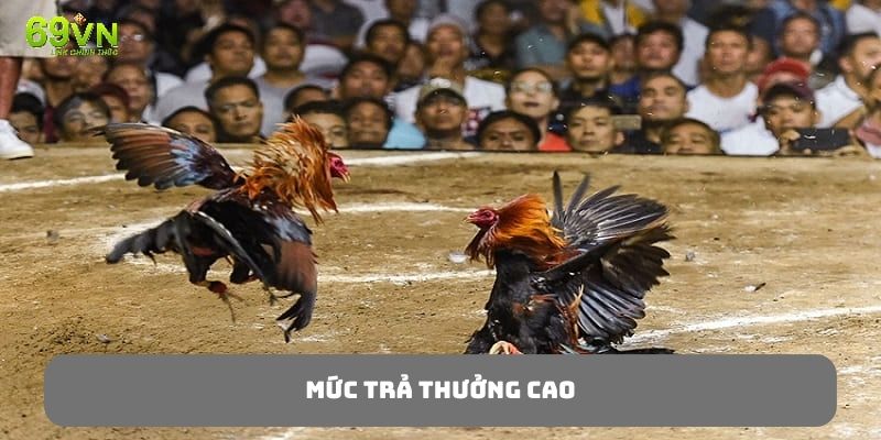 Hệ thống hỗ trợ mức trả thưởng cao cho người chơi đá gà cựa sắt