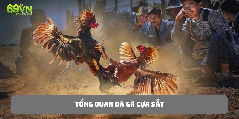 Đá gà cựa sắt - Dịch vụ giải trí hàng đầu trên nền tảng 69VN